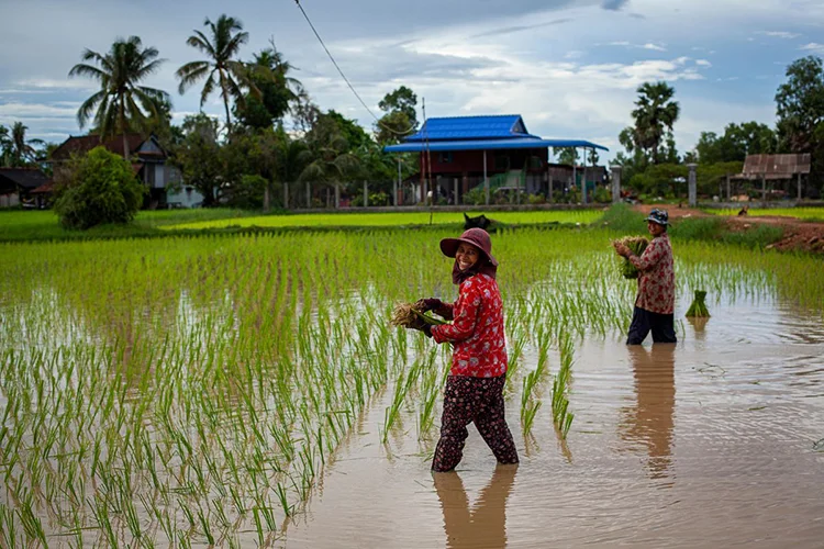 Green rice paddies and fruit trees in Kampot